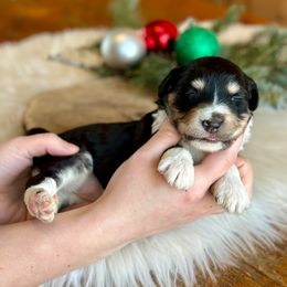 Sadie - Black tri-color female Aussiedoodle puppy in Lancaster, Minnesota from Finney Ranch