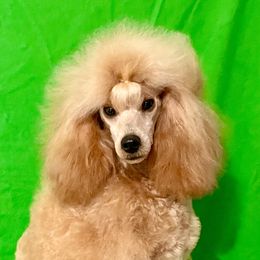 HONEY - Poodle