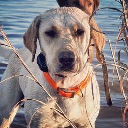 Aspen - Labrador Retriever
