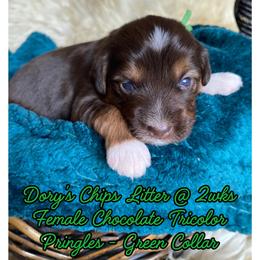 Pringles - female Australian Mountain Doodle puppy in Port Orchard, Washington from Yukon Harbor Doodles