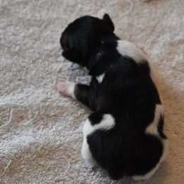 Boy 2 - Rat Terrier puppy in White City, Oregon from Walkabout Australian Kelpies and Rat Terriers