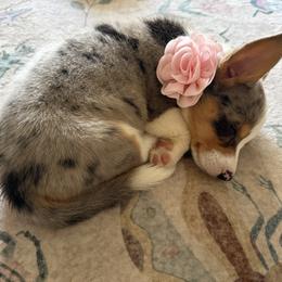 American Corgi and Pembroke Welsh Corgi Puppies from McGovern Family Corgis