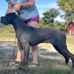 Justice - Cane Corso