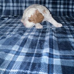 Boy 2 - Blenheim male Cavapoo puppy in Ivins, Utah from Taylia's Cavapoos