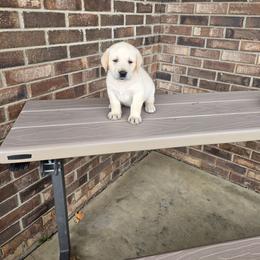 Yuna - Yellow female Labrador Retriever puppy in Woodburn, Indiana from Marlene's Labrador Retrievers