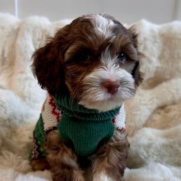 Hershey (green) - Brown white and tan male Cockapoo puppy in West Haven, Utah from Harper Haven Cavapoos & Doodles