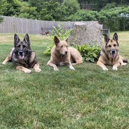 German Shepherds from Precious Pets