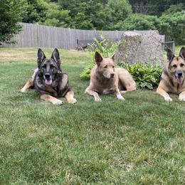 German Shepherds from Precious Pets
