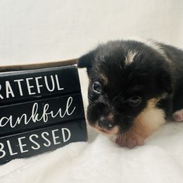 Black tri female 900 - Black and tan female American Corgi puppy in Scottown, Ohio from Wyndy Ridge Corgis