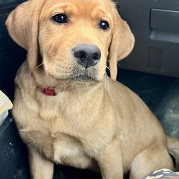 Golden Retriever and Labrador Retriever All Grown Up from Mulberry Retrievers