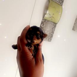 Yorkshire Terrier Puppies from Nell’s Adorable Yorkshire’s