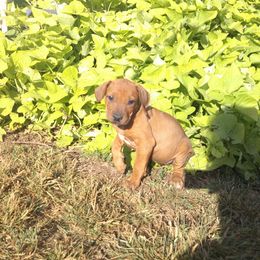 Elle - Rd whtn blk nose female Rhodesian Ridgeback puppy in Carney, Oklahoma from River Run Parson Russell terriers & River Run Ridgebacks