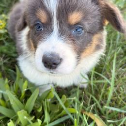 Ravi's Pie - Gray and white female American Corgi puppy in Heyworth, Illinois from Schumaker Corgis