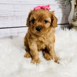 Laurel - Red female Cavapoo puppy in Nixa, Missouri from Davis Family Doodles