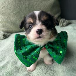 Apollo - Black and white male American Corgi puppy in Cocoa, Florida from Cascadian Space Coast Corgis LLC