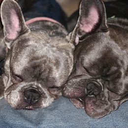 French Bulldog All Grown Up from North Coast Frenchies