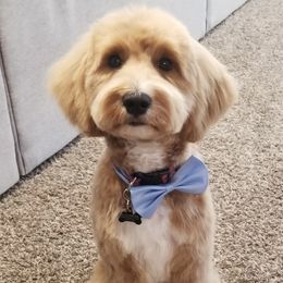 Goldendoodle Puppies from Kindred Goldendoodles