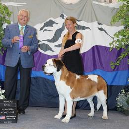 Classy - Saint Bernard