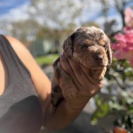 Emma - Dapple female Dachshund puppy in Anaheim, California from SoCal Mini Dachshunds