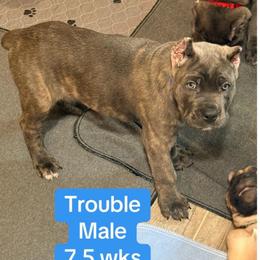 Trouble - Gray brindle male Cane Corso puppy in Waxahachie, Texas from A&M Kennels