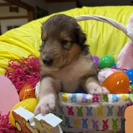 Ruby - Sable and white female Collie puppy in Carencro, Louisiana from Cajun Bayou's Collies LLC