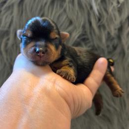 Ben - Blue and gold male Yorkshire Terrier puppy in Battle Ground, Washington from Joyful Yorkies