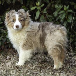 Toy Australian Shepherd puppies from Fine Hill Miniature Americans