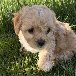 Cavapoos and Cavapoochons from Wine country cavapoos