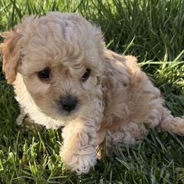 Cavapoos and Cavapoochons from Wine country cavapoos