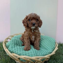 Donut - Red male Cavapoo puppy in Apache Junction, Arizona from Coffey House Doodles