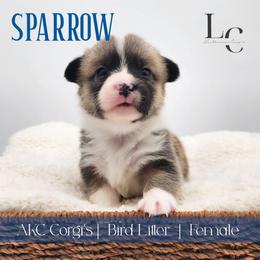 Sparrow - Sable female Pembroke Welsh Corgi puppy in Pine Village, Indiana from NL Horsemanship