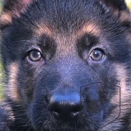 German Shepherd Puppies from Select Shepherds LLC