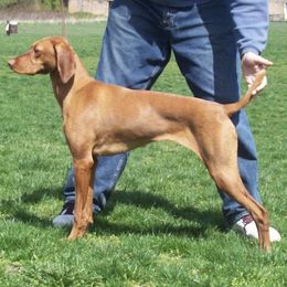 Vizslas from Summer Lake Vizslas