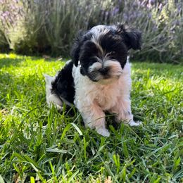 Moo - Black and white male Havanese puppy in Brisbane, California from Natalie’s Havanese
