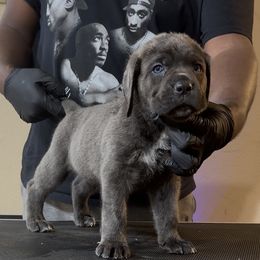 Notorious - Gray brindle male Cane Corso puppy in East End, Arkansas from Kyrell Johnson
