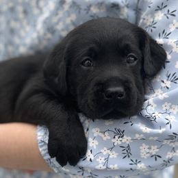 Archie - Black male Labrador Retriever puppy in Rochester, New Hampshire from Merrydale Labradors