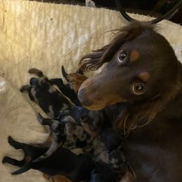 Kona - Dachshund