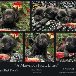 Wasp - Yellow Collar, Black Female - 3,500 - Black female Labrador Retriever puppy in Eaton Rapids, Michigan from Higher Ground Labradors