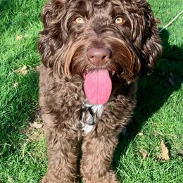 Aussiedoodle Puppies from A Dose Of Doodle
