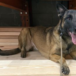 Belgian Malinois and German Shepherds from Abenteurer German Shepherds & Belgian Malinois