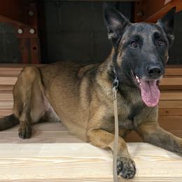 Belgian Malinois and German Shepherds from Abenteurer German Shepherds & Belgian Malinois