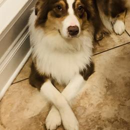 Ginger - Australian Shepherd
