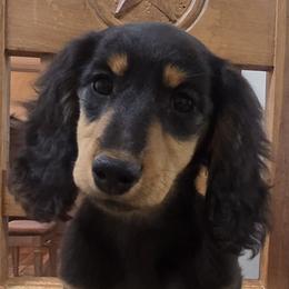 Champion sired boy 1 - Black and tan male Dachshund puppy in Newalla, Oklahoma from Roughstock Border Collies and Dachshunds