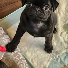 Pug Puppies from Ausband Farm Pugs