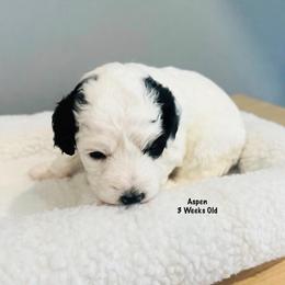 Aspen- Female Reservation 4 - White female Sheepadoodle puppy in Spokane, Washington from Downriver Doodles