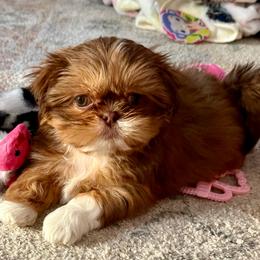 Goldie - yellow collar - Chocolate and tan female Shih Tzu puppy in Clarksburg, West Virginia from Pilgrim Shih tzu