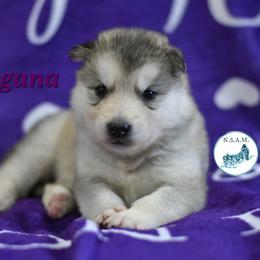 Morgan - Gray and white female Alaskan Malamute puppy in Kingston, Tennessee from North Shore Alaskan Malamutes