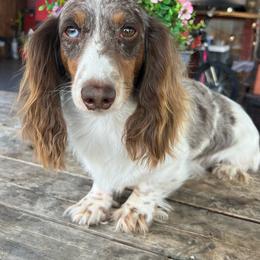 Cash - Dachshund