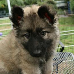 Shiloh Shepherd Puppies from Solace Shilohs