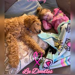 Goldendoodle Puppies from Lu Doodles